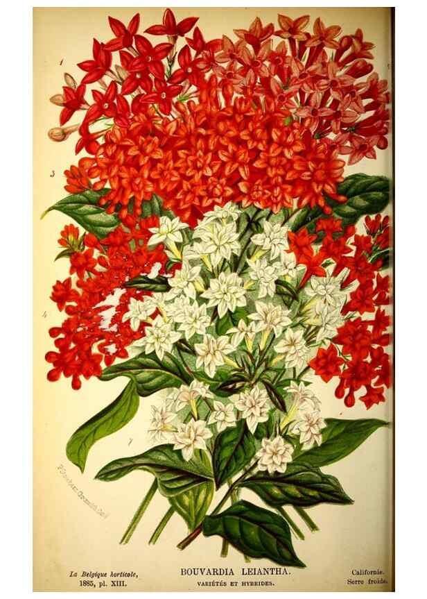 Reproducción/Reproduction 49127279406: Belgique horticole.. Liége.. 