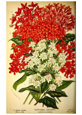 Reproducción/Reproduction 49127279406: Belgique horticole.. Liége.. 