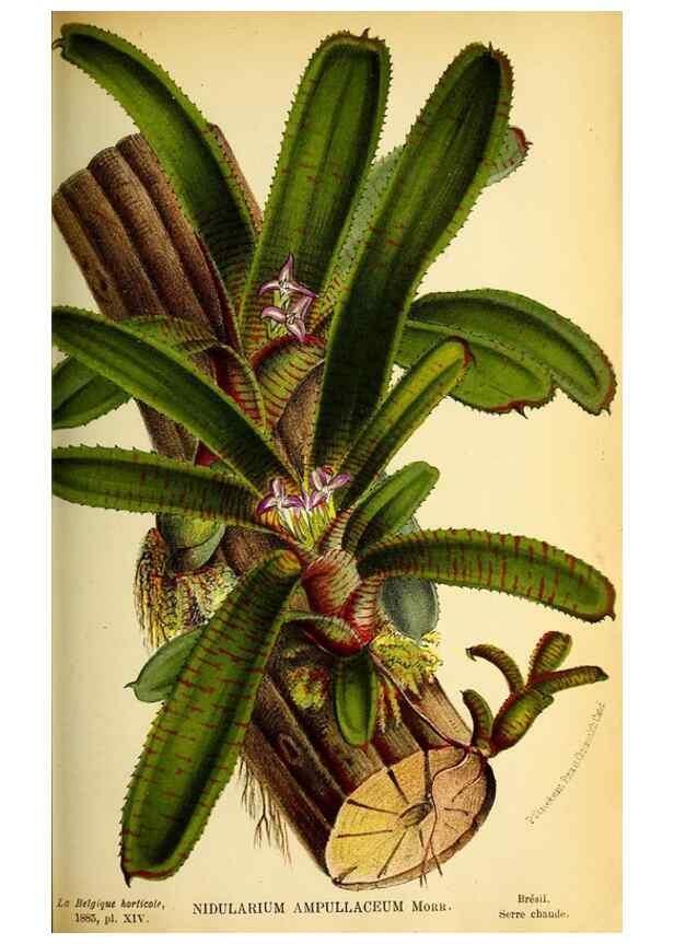 Reproducción/Reproduction 49127464882: Belgique horticole.. Liége.. 