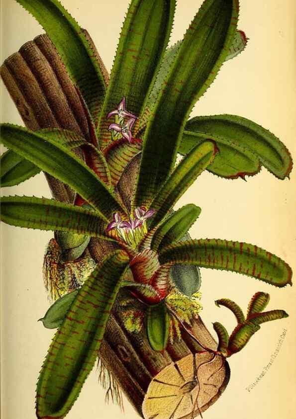 Reproducción/Reproduction 49127464882: Belgique horticole.. Liége.. 