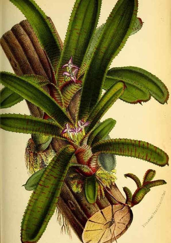 Reproducción/Reproduction 49127464882: Belgique horticole.. Liége.. 