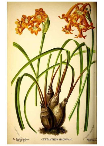 Reproducción/Reproduction 49126788233: Belgique horticole.. Liége.. 