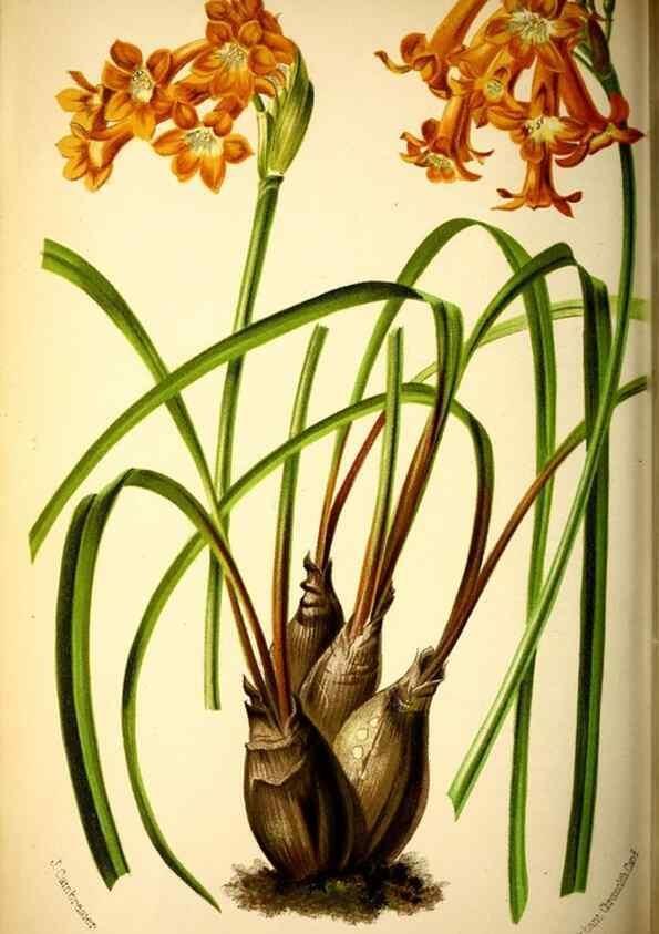 Reproducción/Reproduction 49126788233: Belgique horticole.. Liége.. 