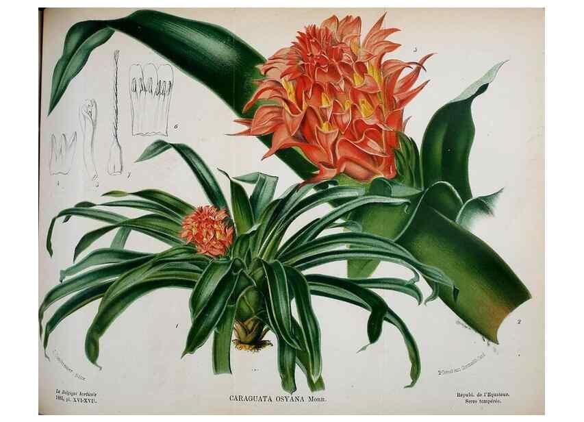 Reproducción/Reproduction 49126788483: Belgique horticole.. Liége.. 