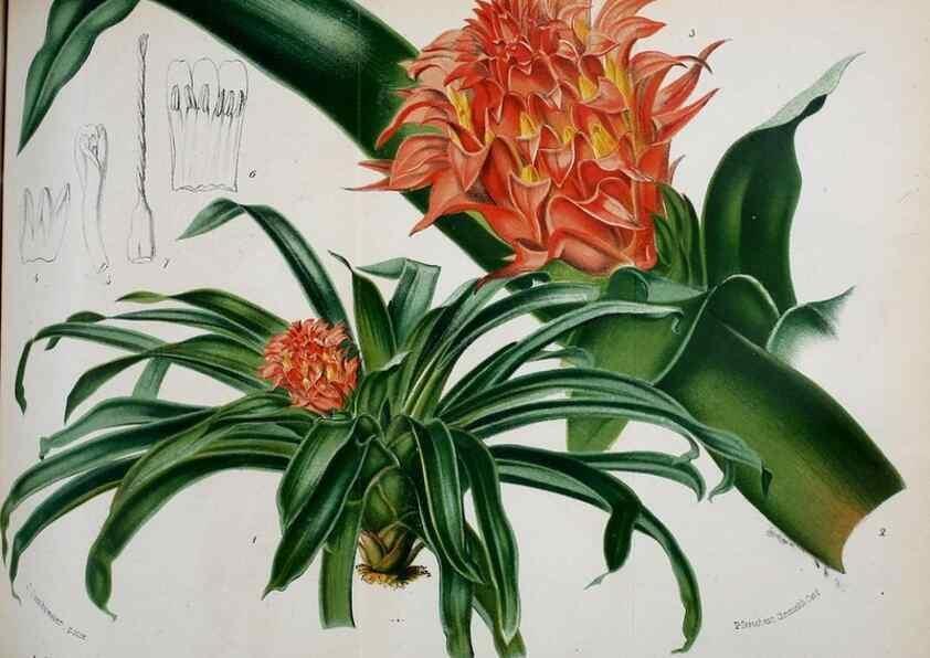 Reproducción/Reproduction 49126788483: Belgique horticole.. Liége.. 