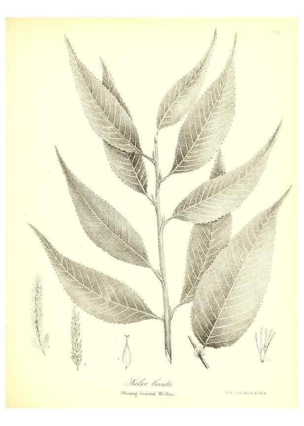 Reproducción/Reproduction 49122948141: A flora of the State of New-York, comprising full descriptions of all the indigenous and naturalized plants hitherto discovered in the state;. Albany,Carroll and Cook, Printers to the Assembly,1843.. 