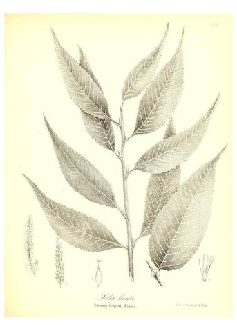 Reproducción/Reproduction 49122948141: A flora of the State of New-York, comprising full descriptions of all the indigenous and naturalized plants hitherto discovered in the state;. Albany,Carroll and Cook, Printers to the Assembly,1843.. 
