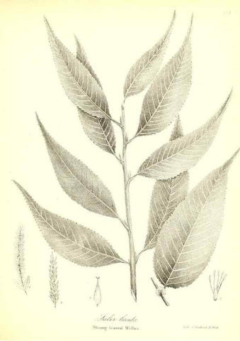 Reproducción/Reproduction 49122948141: A flora of the State of New-York, comprising full descriptions of all the indigenous and naturalized plants hitherto discovered in the state;. Albany,Carroll and Cook, Printers to the Assembly,1843.. 