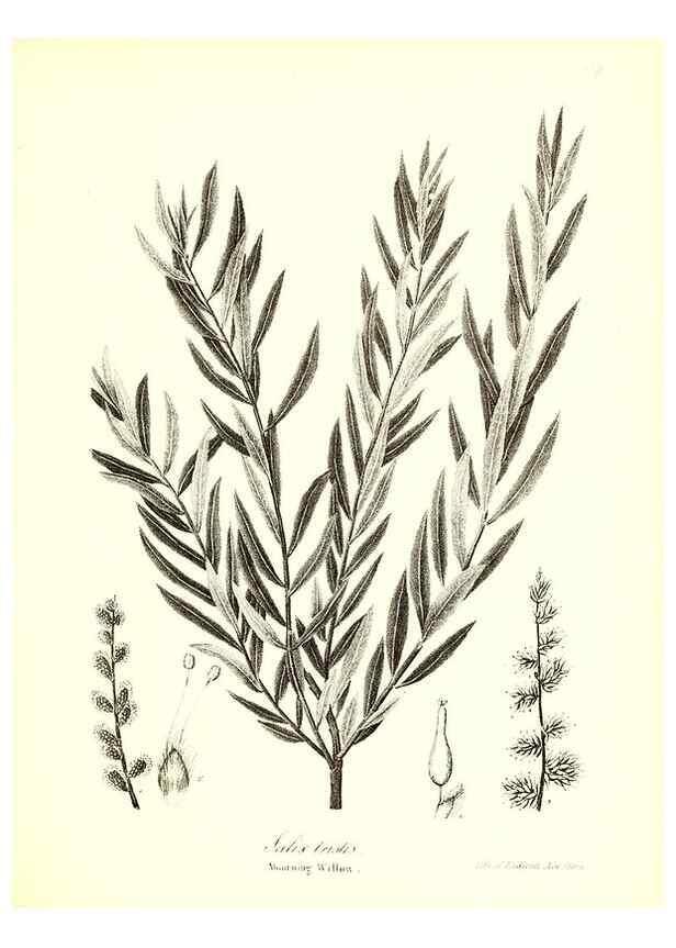 Reproducción/Reproduction 49123134942: A flora of the State of New-York, comprising full descriptions of all the indigenous and naturalized plants hitherto discovered in the state;. Albany,Carroll and Cook, Printers to the Assembly,1843.. 
