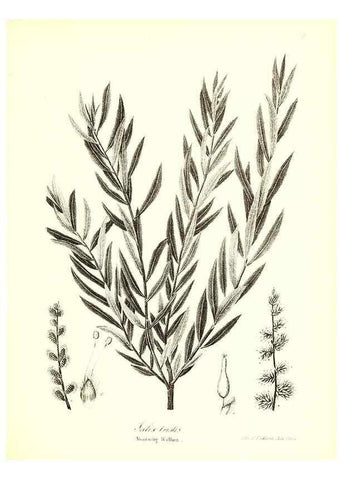 Reproducción/Reproduction 49123134942: A flora of the State of New-York, comprising full descriptions of all the indigenous and naturalized plants hitherto discovered in the state;. Albany,Carroll and Cook, Printers to the Assembly,1843.. 