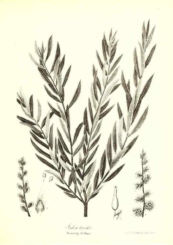 Reproducción/Reproduction 49123134942: A flora of the State of New-York, comprising full descriptions of all the indigenous and naturalized plants hitherto discovered in the state;. Albany,Carroll and Cook, Printers to the Assembly,1843.. 