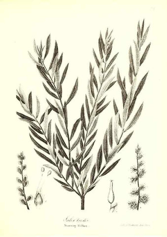 Reproducción/Reproduction 49123134942: A flora of the State of New-York, comprising full descriptions of all the indigenous and naturalized plants hitherto discovered in the state;. Albany,Carroll and Cook, Printers to the Assembly,1843.. 