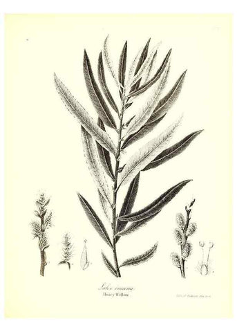 Reproducción/Reproduction 49122947101: A flora of the State of New-York, comprising full descriptions of all the indigenous and naturalized plants hitherto discovered in the state;. Albany,Carroll and Cook, Printers to the Assembly,1843.. 