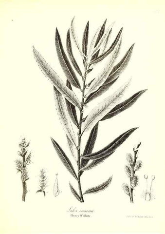 Reproducción/Reproduction 49122947101: A flora of the State of New-York, comprising full descriptions of all the indigenous and naturalized plants hitherto discovered in the state;. Albany,Carroll and Cook, Printers to the Assembly,1843.. 