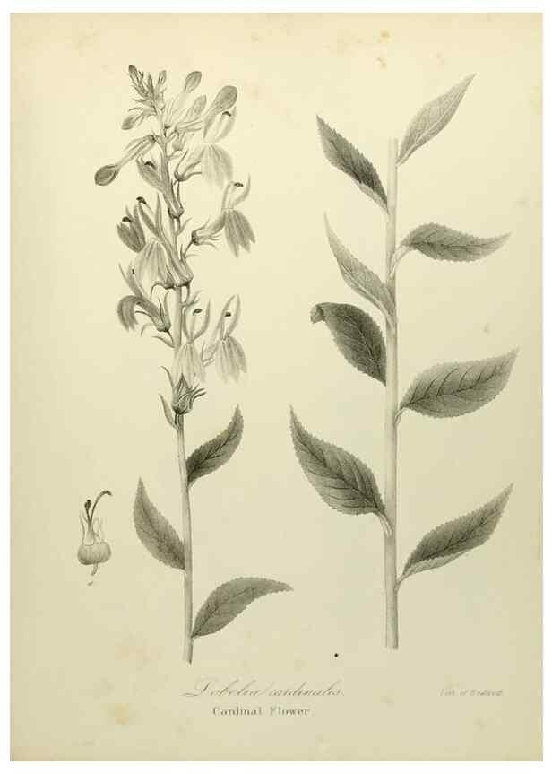 Reproducción/Reproduction 49122656096: A flora of the State of New-York, comprising full descriptions of all the indigenous and naturalized plants hitherto discovered in the state;. Albany,Carroll and Cook, Printers to the Assembly,1843.. 