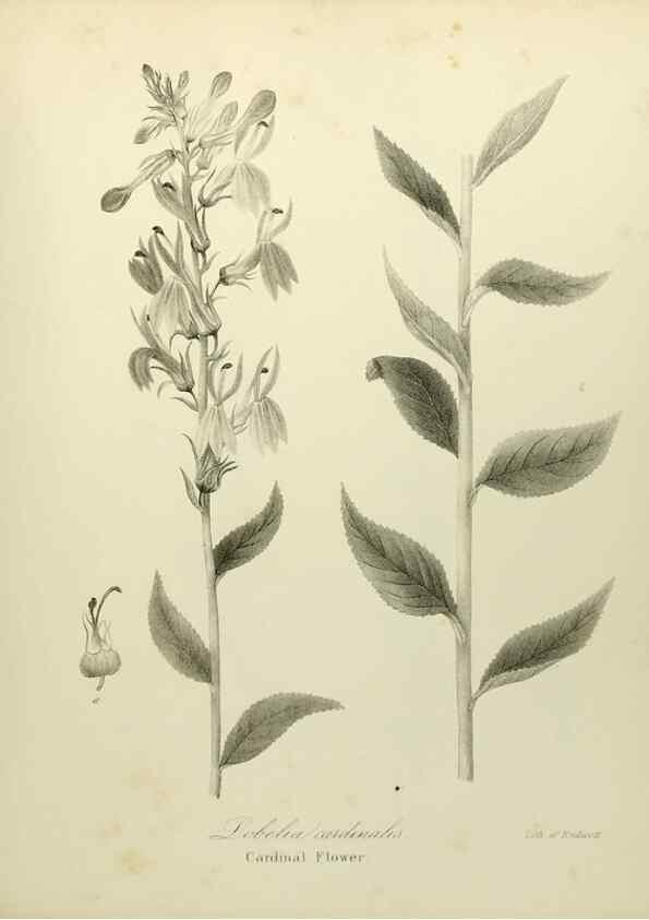 Reproducción/Reproduction 49122656096: A flora of the State of New-York, comprising full descriptions of all the indigenous and naturalized plants hitherto discovered in the state;. Albany,Carroll and Cook, Printers to the Assembly,1843.. 