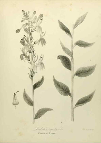 Reproducción/Reproduction 49122656096: A flora of the State of New-York, comprising full descriptions of all the indigenous and naturalized plants hitherto discovered in the state;. Albany,Carroll and Cook, Printers to the Assembly,1843.. 