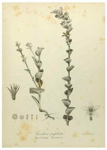 Reproducción/Reproduction 49122843677: A flora of the State of New-York, comprising full descriptions of all the indigenous and naturalized plants hitherto discovered in the state;. Albany,Carroll and Cook, Printers to the Assembly,1843.. 