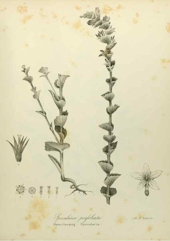 Reproducción/Reproduction 49122843677: A flora of the State of New-York, comprising full descriptions of all the indigenous and naturalized plants hitherto discovered in the state;. Albany,Carroll and Cook, Printers to the Assembly,1843.. 