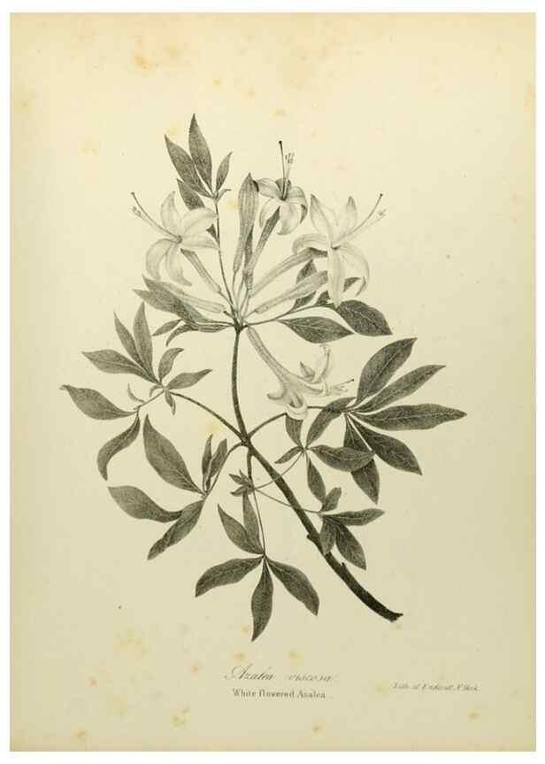 Reproducción/Reproduction 49122843912: A flora of the State of New-York, comprising full descriptions of all the indigenous and naturalized plants hitherto discovered in the state;. Albany,Carroll and Cook, Printers to the Assembly,1843.. 