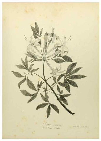 Reproducción/Reproduction 49122843912: A flora of the State of New-York, comprising full descriptions of all the indigenous and naturalized plants hitherto discovered in the state;. Albany,Carroll and Cook, Printers to the Assembly,1843.. 