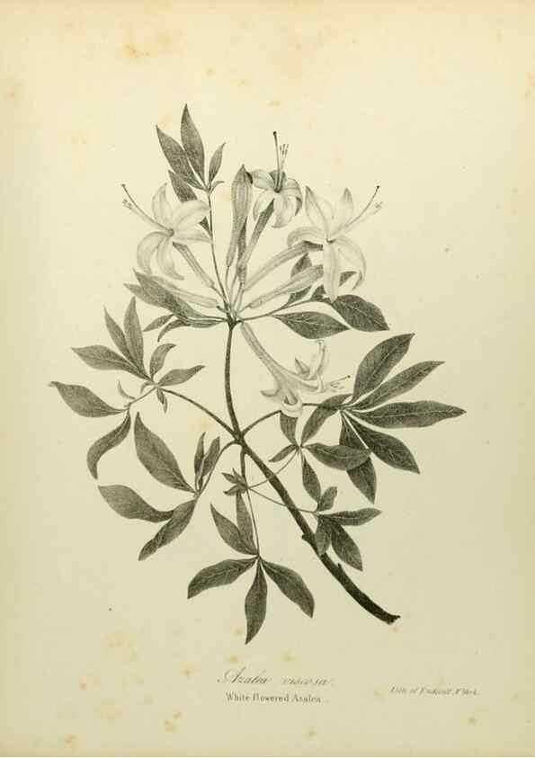 Reproducción/Reproduction 49122843912: A flora of the State of New-York, comprising full descriptions of all the indigenous and naturalized plants hitherto discovered in the state;. Albany,Carroll and Cook, Printers to the Assembly,1843.. 