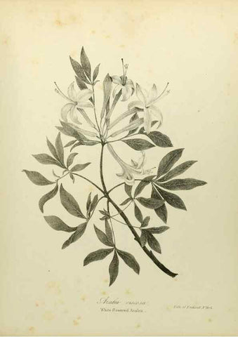 Reproducción/Reproduction 49122843912: A flora of the State of New-York, comprising full descriptions of all the indigenous and naturalized plants hitherto discovered in the state;. Albany,Carroll and Cook, Printers to the Assembly,1843.. 