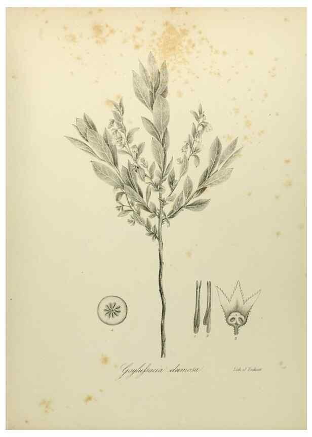 Reproducción/Reproduction 49122844257: A flora of the State of New-York, comprising full descriptions of all the indigenous and naturalized plants hitherto discovered in the state;. Albany,Carroll and Cook, Printers to the Assembly,1843.. 