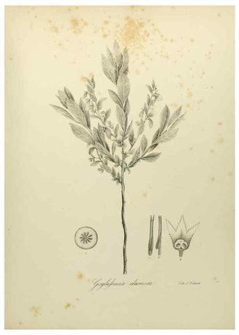 Reproducción/Reproduction 49122844257: A flora of the State of New-York, comprising full descriptions of all the indigenous and naturalized plants hitherto discovered in the state;. Albany,Carroll and Cook, Printers to the Assembly,1843.. 