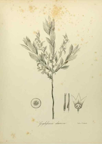 Reproducción/Reproduction 49122844257: A flora of the State of New-York, comprising full descriptions of all the indigenous and naturalized plants hitherto discovered in the state;. Albany,Carroll and Cook, Printers to the Assembly,1843.. 