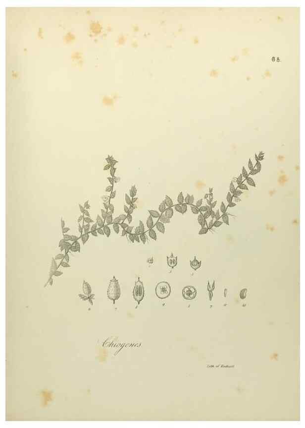 Reproducción/Reproduction 49122657186: A flora of the State of New-York, comprising full descriptions of all the indigenous and naturalized plants hitherto discovered in the state;. Albany,Carroll and Cook, Printers to the Assembly,1843.. 