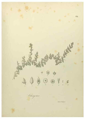Reproducción/Reproduction 49122657186: A flora of the State of New-York, comprising full descriptions of all the indigenous and naturalized plants hitherto discovered in the state;. Albany,Carroll and Cook, Printers to the Assembly,1843.. 
