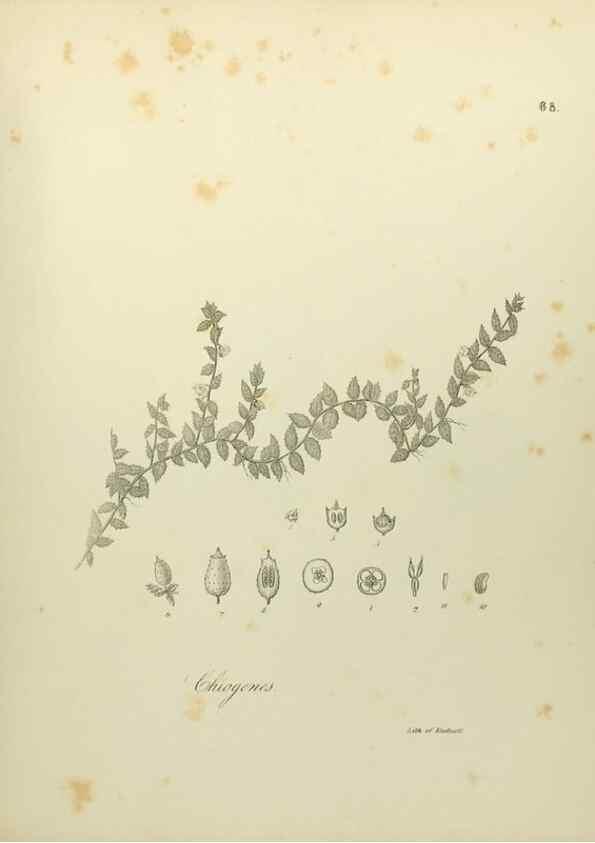 Reproducción/Reproduction 49122657186: A flora of the State of New-York, comprising full descriptions of all the indigenous and naturalized plants hitherto discovered in the state;. Albany,Carroll and Cook, Printers to the Assembly,1843.. 
