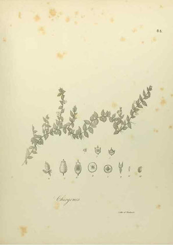 Reproducción/Reproduction 49122657186: A flora of the State of New-York, comprising full descriptions of all the indigenous and naturalized plants hitherto discovered in the state;. Albany,Carroll and Cook, Printers to the Assembly,1843.. 