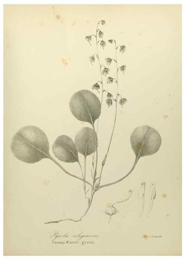 Reproducción/Reproduction 49122657481: A flora of the State of New-York, comprising full descriptions of all the indigenous and naturalized plants hitherto discovered in the state;. Albany,Carroll and Cook, Printers to the Assembly,1843.. 