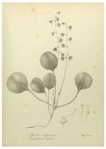 Reproducción/Reproduction 49122657481: A flora of the State of New-York, comprising full descriptions of all the indigenous and naturalized plants hitherto discovered in the state;. Albany,Carroll and Cook, Printers to the Assembly,1843.. 