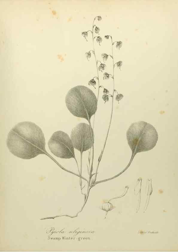 Reproducción/Reproduction 49122657481: A flora of the State of New-York, comprising full descriptions of all the indigenous and naturalized plants hitherto discovered in the state;. Albany,Carroll and Cook, Printers to the Assembly,1843.. 