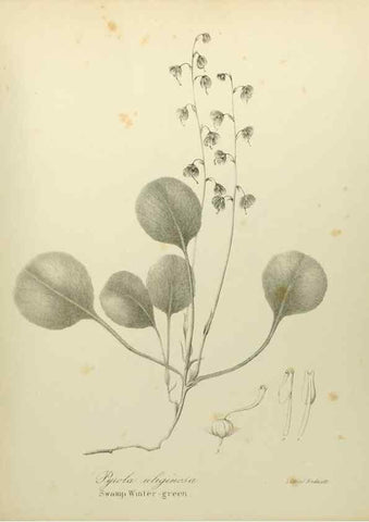 Reproducción/Reproduction 49122657481: A flora of the State of New-York, comprising full descriptions of all the indigenous and naturalized plants hitherto discovered in the state;. Albany,Carroll and Cook, Printers to the Assembly,1843.. 