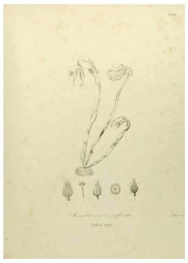 Reproducción/Reproduction 49122845187: A flora of the State of New-York, comprising full descriptions of all the indigenous and naturalized plants hitherto discovered in the state;. Albany,Carroll and Cook, Printers to the Assembly,1843.. 