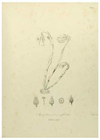 Reproducción/Reproduction 49122845187: A flora of the State of New-York, comprising full descriptions of all the indigenous and naturalized plants hitherto discovered in the state;. Albany,Carroll and Cook, Printers to the Assembly,1843.. 