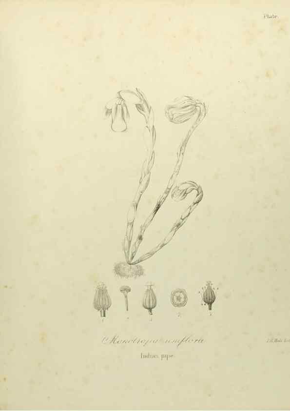 Reproducción/Reproduction 49122845187: A flora of the State of New-York, comprising full descriptions of all the indigenous and naturalized plants hitherto discovered in the state;. Albany,Carroll and Cook, Printers to the Assembly,1843.. 