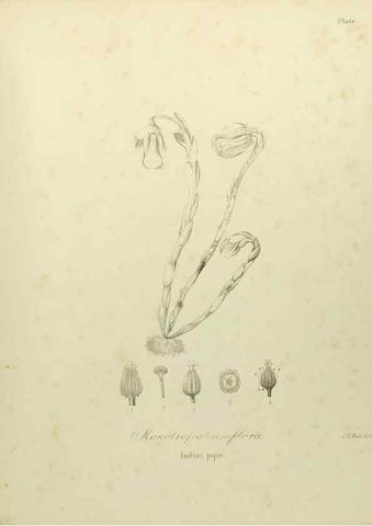 Reproducción/Reproduction 49122845187: A flora of the State of New-York, comprising full descriptions of all the indigenous and naturalized plants hitherto discovered in the state;. Albany,Carroll and Cook, Printers to the Assembly,1843.. 