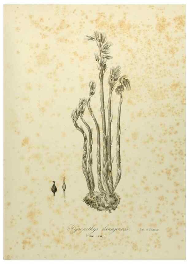 Reproducción/Reproduction 49122156058: A flora of the State of New-York, comprising full descriptions of all the indigenous and naturalized plants hitherto discovered in the state;. Albany,Carroll and Cook, Printers to the Assembly,1843.. 