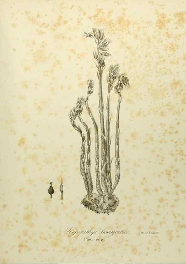 Reproducción/Reproduction 49122156058: A flora of the State of New-York, comprising full descriptions of all the indigenous and naturalized plants hitherto discovered in the state;. Albany,Carroll and Cook, Printers to the Assembly,1843.. 