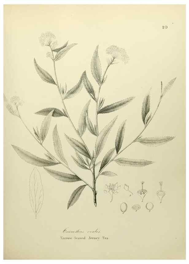 Reproducción/Reproduction 49122172073: A flora of the State of New-York, comprising full descriptions of all the indigenous and naturalized plants hitherto discovered in the state;. Albany,Carroll and Cook, Printers to the Assembly,1843.. 