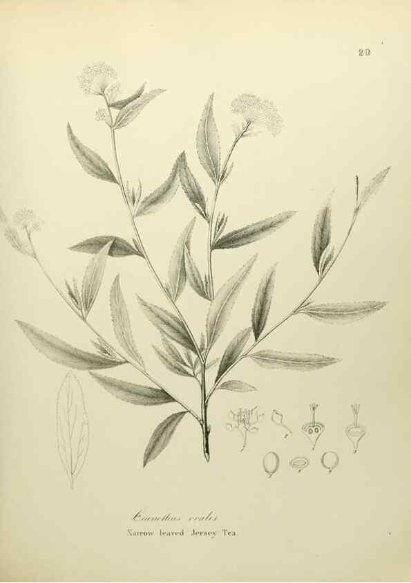 Reproducción/Reproduction 49122172073: A flora of the State of New-York, comprising full descriptions of all the indigenous and naturalized plants hitherto discovered in the state;. Albany,Carroll and Cook, Printers to the Assembly,1843.. 