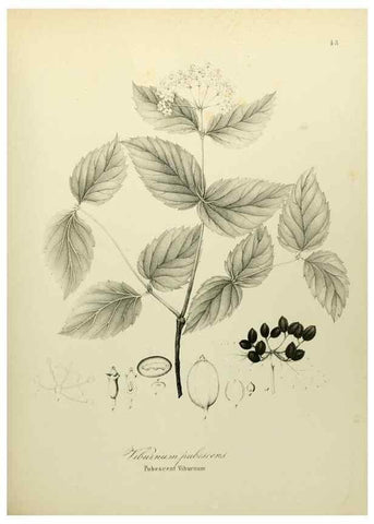 Reproducción/Reproduction 49122172558: A flora of the State of New-York, comprising full descriptions of all the indigenous and naturalized plants hitherto discovered in the state;. Albany,Carroll and Cook, Printers to the Assembly,1843.. 