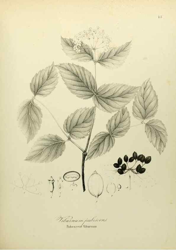 Reproducción/Reproduction 49122172558: A flora of the State of New-York, comprising full descriptions of all the indigenous and naturalized plants hitherto discovered in the state;. Albany,Carroll and Cook, Printers to the Assembly,1843.. 