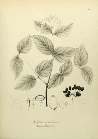 Reproducción/Reproduction 49122172558: A flora of the State of New-York, comprising full descriptions of all the indigenous and naturalized plants hitherto discovered in the state;. Albany,Carroll and Cook, Printers to the Assembly,1843.. 