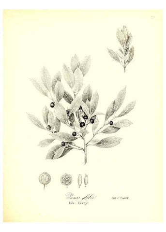 Reproducción/Reproduction 49123115512: A flora of the State of New-York, comprising full descriptions of all the indigenous and naturalized plants hitherto discovered in the state;. Albany,Carroll and Cook, Printers to the Assembly,1843.. 